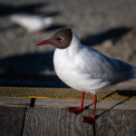 2011年3D彩票历史开奖结果全记录 3r361dwoe