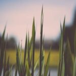 2009118期双色球开奖号码及中奖详情公布 xrtvyz