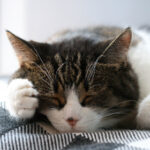 2009072期双色球开奖号码及结果查询 yyk505c358